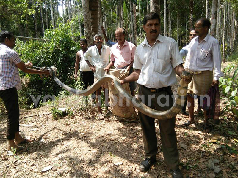 15 ಅಡಿ ಉದ್ದದ ಕಾಳಿಂಗ ಸರ್ಪ ರಕ್ಷಣೆ